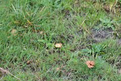 Marasmius oreades