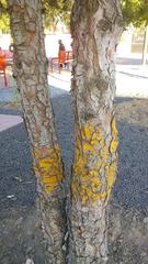 Pinus
