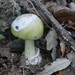 Amanita Sect. Phalloideae - Photo (c) Massimo Tabone, some rights reserved (CC BY-NC), uploaded by Massimo Tabone