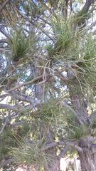 Pinus