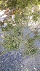 Pinus