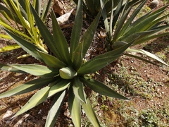 Agave angustiarum
