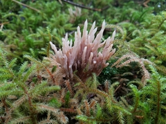 Clavulina castaneipes