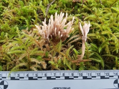 Clavulina castaneipes