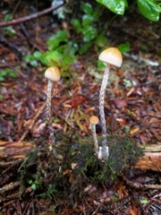 Hypholoma marginatum