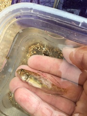 Stenogobius hawaiiensis