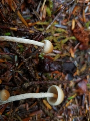 Hypholoma marginatum