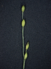 Panicum philadelphicum