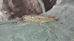 Nastonotus foreli