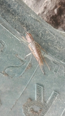 Nastonotus foreli