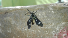 Leucotmemis nexa