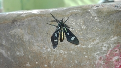 Leucotmemis nexa