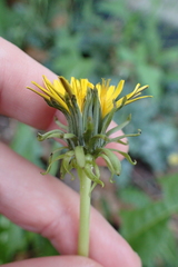 Taraxacum