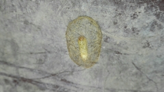 Leucotmemis nexa
