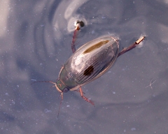 Dytiscus dimidiatus