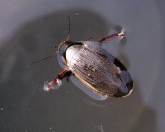 Dytiscus dimidiatus