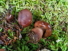 Tricholoma pessundatum