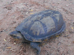 Kinosternon scorpioides scorpioides