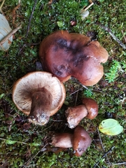 Tricholoma pessundatum