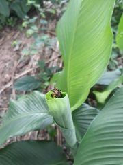 Apiomerus emarginatus