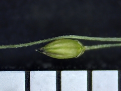 Panicum philadelphicum