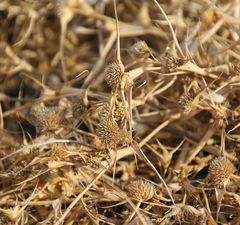 Sporobolus aculeatus