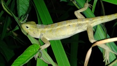 Calotes versicolor