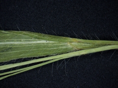 Panicum philadelphicum