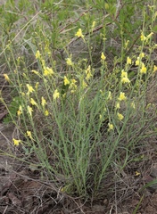 Linaria uralensis