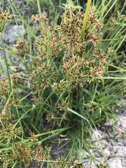 Cyperus sphaerospermus
