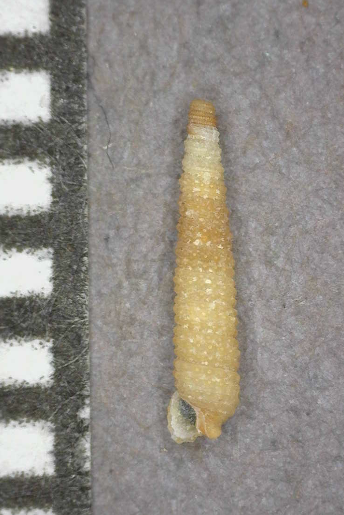 Subulophora