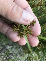 Cyperus sphaerospermus