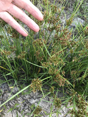 Cyperus sphaerospermus