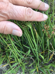 Cyperus sphaerospermus