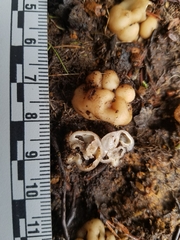 Hydnotrya