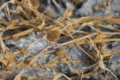 Sporobolus aculeatus