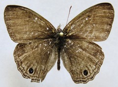 Cissia themis