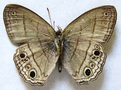 Cissia themis