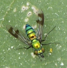 Condylostylus patibulatus