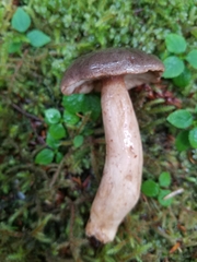 Lactarius kauffmanii