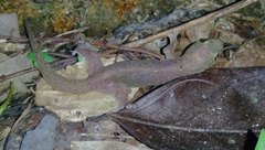 Gehyra mutilata