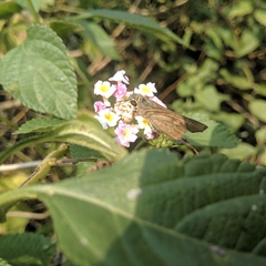 Hesperiinae