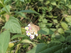 Hesperiinae