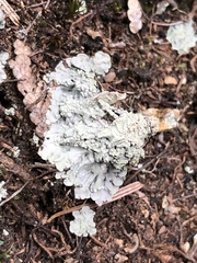 Baeomyces placophyllus