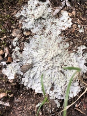 Baeomyces placophyllus