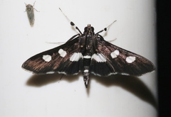 Desmia maculalis