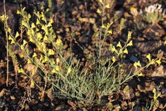 Linaria uralensis