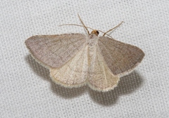 Taeniogramma tenebrosata