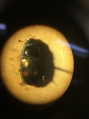 Glischrochilus obtusus