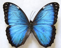 Morpho helenor narcissus